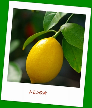 12.3.11.レモンs.jpg