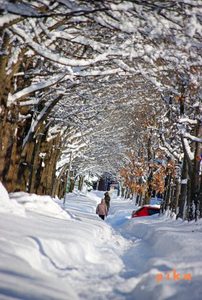 雪歩道.JPG