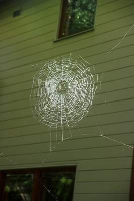 蜘蛛の巣s.jpg