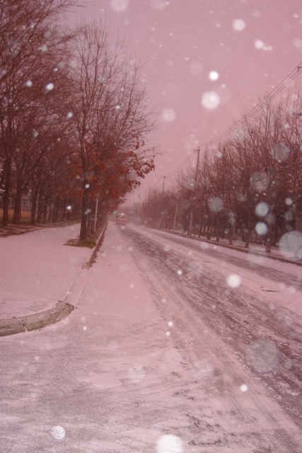 雪降る朝 (3).JPG